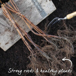 Marshalls Garden Raspberry Plant 'glen Carron' - Pack Of 3 Hardy Variety For Patio And Garden Bare Root - thumbnail 5