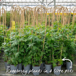 Marshalls Garden Raspberry Plant 'glen Carron' - Pack Of 3 Hardy Variety For Patio And Garden Bare Root - thumbnail 6