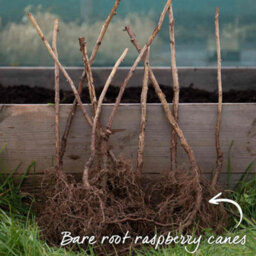 Marshalls Garden Raspberry Plant 'glen Carron' - Pack Of 3 Hardy Variety For Patio And Garden Bare Root - thumbnail 4