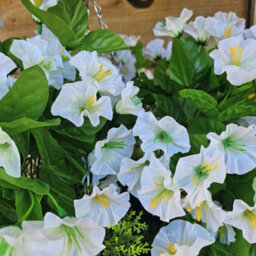 Best Artificial 75Cm Ivory White Morning Glory Trailing Flowers With Rattan Wicker Hanging Baskets For Indoor Or Garden Use - thumbnail 6