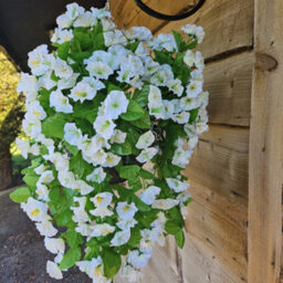 Best Artificial 75Cm Ivory White Morning Glory Trailing Flowers With Rattan Wicker Hanging Baskets For Indoor Or Garden Use - thumbnail 3