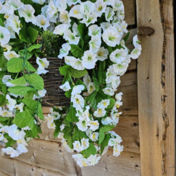 Best Artificial 75Cm Ivory White Morning Glory Trailing Flowers With Rattan Wicker Hanging Baskets For Indoor Or Garden Use - thumbnail 5