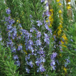 Gardeners Dream Rosmarinus Officinalis Tuscan Blue Rosemary Evergreen Garden Shrub Plant In Pot - 9Cm Pot (15-25Cm) - thumbnail 2