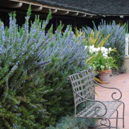 Gardeners Dream Rosmarinus Officinalis Tuscan Blue Rosemary Evergreen Garden Shrub Plant In Pot - 9Cm Pot (15-25Cm) - thumbnail 1