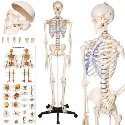 Tectake Anatomic Skeleton In Life Size With Mobile Joints, Wheeled Stand And Anatomy Poster 400502 - White - image 1