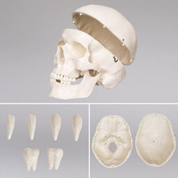 Tectake Anatomic Skeleton In Life Size With Mobile Joints, Wheeled Stand And Anatomy Poster 400502 - White - thumbnail 7