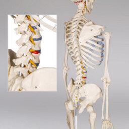 Tectake Anatomic Skeleton In Life Size With Mobile Joints, Wheeled Stand And Anatomy Poster 400502 - White - thumbnail 6