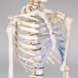 Tectake Anatomic Skeleton In Life Size With Mobile Joints, Wheeled Stand And Anatomy Poster 400502 - White - thumbnail 3