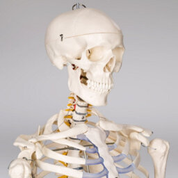 Tectake Anatomic Skeleton In Life Size With Mobile Joints, Wheeled Stand And Anatomy Poster 400502 - White - thumbnail 2