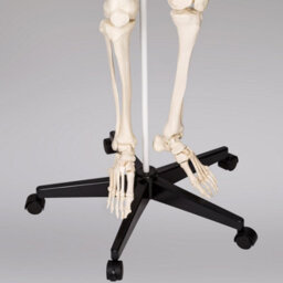Tectake Anatomic Skeleton In Life Size With Mobile Joints, Wheeled Stand And Anatomy Poster 400502 - White - thumbnail 5