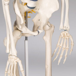 Tectake Anatomic Skeleton In Life Size With Mobile Joints, Wheeled Stand And Anatomy Poster 400502 - White - thumbnail 4