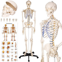 Tectake Anatomic Skeleton In Life Size With Mobile Joints, Wheeled Stand And Anatomy Poster 400502 - White - thumbnail 1