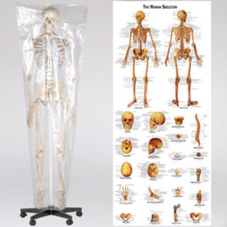 Tectake Anatomic Skeleton In Life Size With Mobile Joints, Wheeled Stand And Anatomy Poster 400502 - White - thumbnail 9