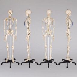 Tectake Anatomic Skeleton In Life Size With Mobile Joints, Wheeled Stand And Anatomy Poster 400502 - White - thumbnail 8