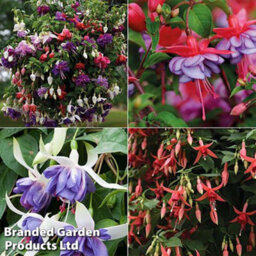 Thompson & Morgan Chempak Fuchsia Fertiliser 750G X 2 - thumbnail 2