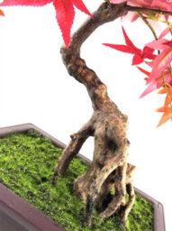 Leaf 50Cm Artificial Red Maple Bonsai Tree - thumbnail 3