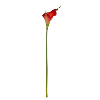Wyld Haus Set Of 3 Fireball Calla Lily Artificial Silk Flower Stems 700mm Tall - image 1
