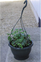 Thompson & Morgan Pansy Orchid Preplanted Hanging Basket 14In 35Cm X 2 - thumbnail 2