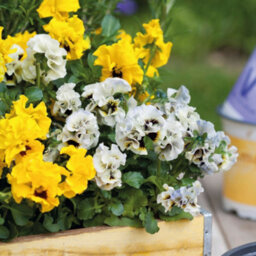 Thompson & Morgan Pansy Orchid Preplanted Hanging Basket 14In 35Cm X 2