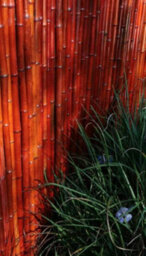 Primrose Thick Red Natural Bamboo Screening Roll Privacy Border Screen 1.9M X 1.8M - thumbnail 6