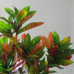 Leaf Artificial 130Cm Codiaeum Multicoloured Tree - thumbnail 2