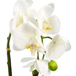 Leaf 46Cm Artificial Orchid White With Silver Pot - thumbnail 2