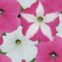 Gardeners Dream Petunia Frenzy Candyfloss Mixed Colourful Flowering Bedding Plants 6 Pack - thumbnail 4