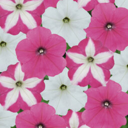 Gardeners Dream Petunia Frenzy Candyfloss Mixed Colourful Flowering Bedding Plants 6 Pack - thumbnail 1