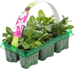 Gardeners Dream Petunia Frenzy Candyfloss Mixed Colourful Flowering Bedding Plants 6 Pack - thumbnail 2