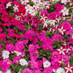 Gardeners Dream Petunia Frenzy Candyfloss Mixed Colourful Flowering Bedding Plants 6 Pack - thumbnail 3