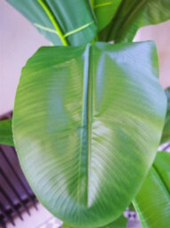Leaf Artificial Banana Tree Tropical Plant Huge 6Ft Silver Metal Planter - thumbnail 2