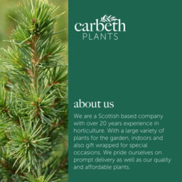 Carbeth Plants Picea Glauca Conica Christmas Tree In 9Cm Pot Without Snow - Real Pot Grown Mini Xmas Tree - thumbnail 5