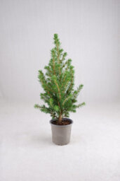 Carbeth Plants Picea Glauca Conica Christmas Tree In 9Cm Pot Without Snow - Real Pot Grown Mini Xmas Tree - thumbnail 1