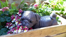 Inspirational Gifting Pug Dog Sculpture Garden Ornament - thumbnail 4