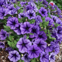 Carbeth Plants Petunia Blue Vein Bedding Plants 3 X 6 Pack - Outdoor Garden Flowers Ready To Plant - Perfect For Hanging Baskets, Pots & Borders - thumbnail 5
