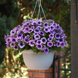 Carbeth Plants Petunia Blue Vein Bedding Plants 3 X 6 Pack - Outdoor Garden Flowers Ready To Plant - Perfect For Hanging Baskets, Pots & Borders - thumbnail 1