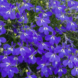 Carbeth Plants Lobelia Blue - Semi-Trailing Variety In 9Cm Pot - Ideal For Baskets & Pots - thumbnail 4