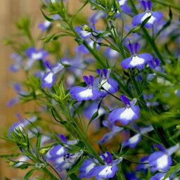 Carbeth Plants Lobelia Blue - Semi-Trailing Variety In 9Cm Pot - Ideal For Baskets & Pots - thumbnail 5