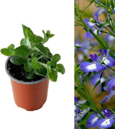 Carbeth Plants Lobelia Blue - Semi-Trailing Variety In 9Cm Pot - Ideal For Baskets & Pots - thumbnail 3