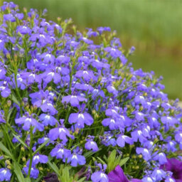 Carbeth Plants Lobelia Blue - Semi-Trailing Variety In 9Cm Pot - Ideal For Baskets & Pots - thumbnail 1