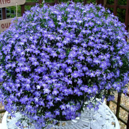 Carbeth Plants Lobelia Blue - Semi-Trailing Variety In 9Cm Pot - Ideal For Baskets & Pots - thumbnail 2