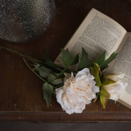 Wyld Haus Set Of 3 Artificial White Peony Stems, 520 mm Faux Flowers For Indoor Décor - thumbnail 3