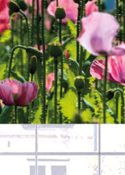 Lister Cartwright Blackout Roller Blind Pink Poppy Field Roller Blinds ( 180 Cm Width X 140 Cm Drop) - thumbnail 3