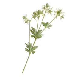 Bloom Artificial Single Green Sea Holly Stem - Faux Fake Silk Flower Indoor Home Decoration Floral Arrangements - Measures L55Cm
