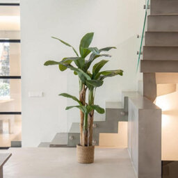 Artificial Plant Banana Tree, Maia Shop For Home And Office Decoration, 180Cm - thumbnail 2
