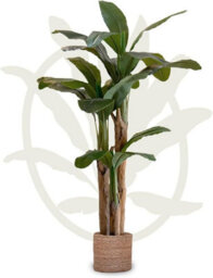 Artificial Plant Banana Tree, Maia Shop For Home And Office Decoration, 180Cm - thumbnail 1