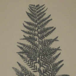 Flora  &  Fauna  Collection  Beech  Fern  On  Linen  In  Beaded  Frame - thumbnail 3