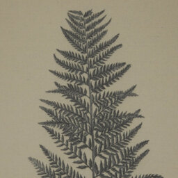 Flora  &  Fauna  Collection  Beech  Fern  On  Linen  In  Beaded  Frame - thumbnail 2