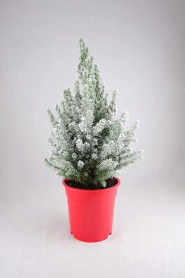 Carbeth Plants Picea Glauca Conica Christmas Tree In 3L Pot With Snow - Real Pot Grown Tabletop Xmas Tree - image 1