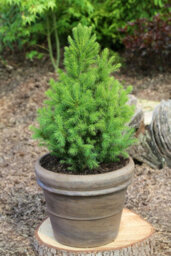 Carbeth Plants Picea Glauca Conica Christmas Tree In 3L Pot With Snow - Real Pot Grown Tabletop Xmas Tree - thumbnail 3